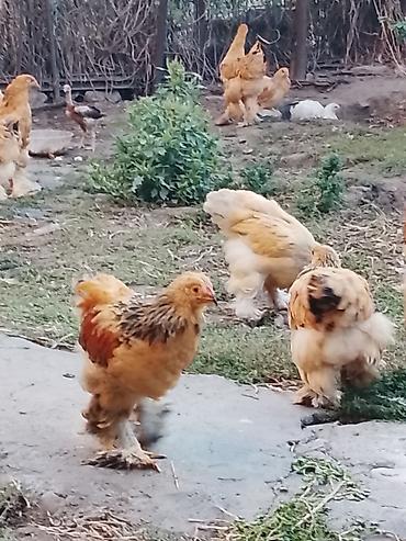 курицы брама: Продаю | Куры | Брама | Для разведения — 3