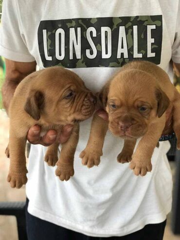 Psi: Stenci Bordoska doge vrhunske krvne linije na prodaju ostenjeni na lalafo.rs — 7 Psi: Stenci Bordoska doge vrhunske krvne linije na prodaju ostenjeni — 7