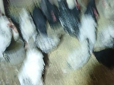 Куры, петухи: Продаю | Куры | Домашняя | Несушки at lalafo.kg — 2 Куры, петухи: Продаю | Куры | Домашняя | Несушки — 2