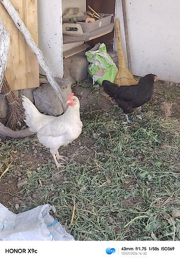sultan toyuqlar: Toyuq, Damazlıq — 3