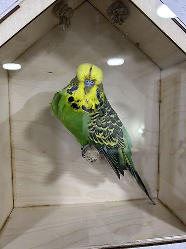 Tutuquşları: Salam . Jumbo erkək quşlar satılır hamısı hazır erkəylərdi çoxsu cütdə — 3