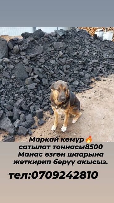 купить мягкую мебель в бишкеке: Каменный уголь «Маркай» - Фракция: кусковой уголь, подходит для печей