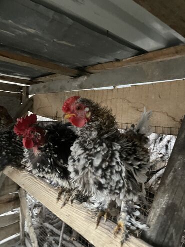 Куры, петухи: Петух 500 сомов
Курочка 1000 сомов
Пара 1400сомов