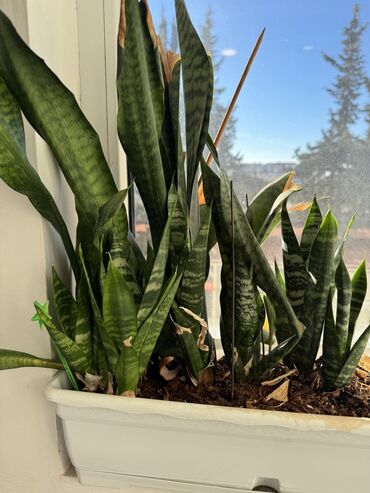 Otaq bitkiləri: Güllər satılır dibçəkdə, hamısını götürənə endirim. Birinə aiddir — 12