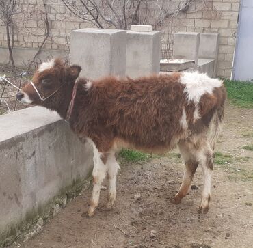 tutuquşu qiymətləri: Dana, buzov, Dişi, Simental, ay: 5, 60 kq, Damazlıq, Pulsuz çatdırılma