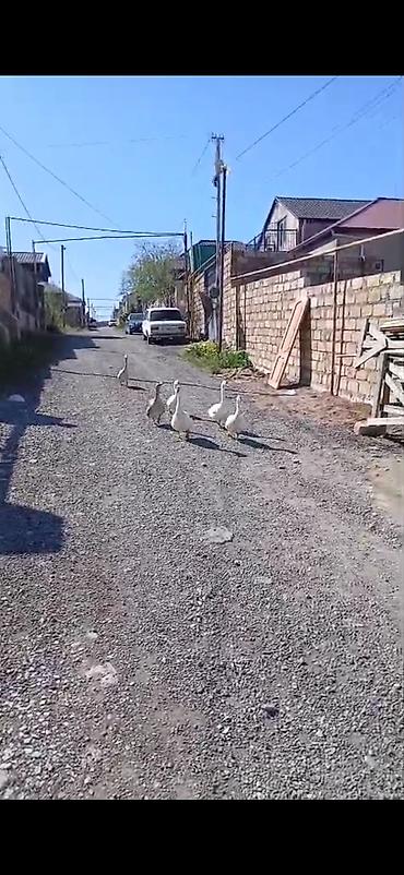 Qazlar: Salam öz,qapımın,1 iılik sağlam kök qazlarıdır maşallah olsun təzə — 3