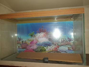 akvaryum aksesuarları: Dördbucaq akvarium, Boş, 10 l, Ünvandan götürmə — 1