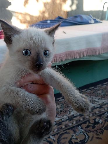 ххх пес: Котята от домашней кошки - Пушистые малыши разного окраса: сиамский — 3