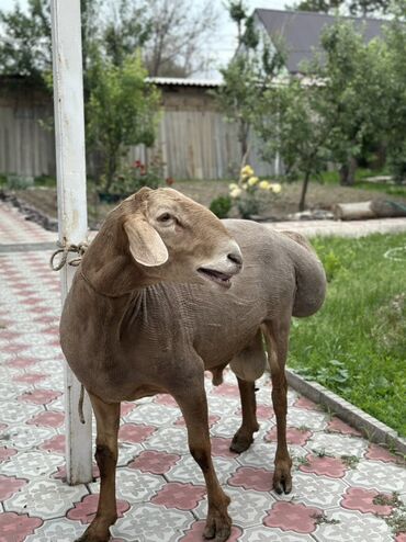 забой быка 18: Продаю | Баран (самец)
