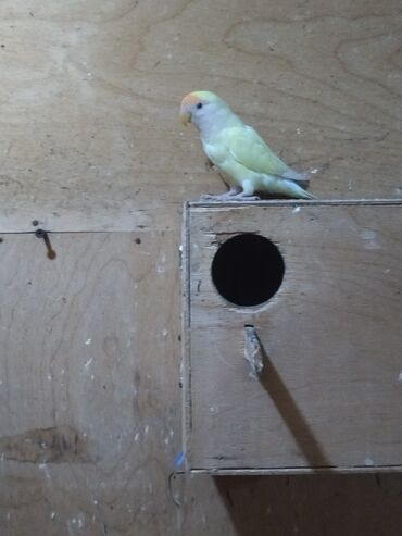 Tutuquşları: Nerazluçnik.Hazır cütlər.bala.və cütə hazır mayalar.Hamsı sağlam və — 10