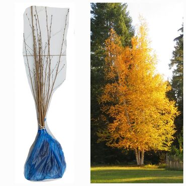 Декоративные деревья: Семена и саженцы Березы, Бесплатная доставка
