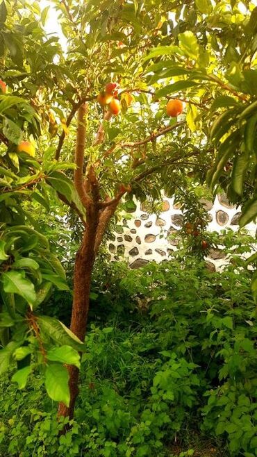 Bağ evlərinin satışı: Qəbələ, 170 kv. m, 6 otaqlı, Qaz, İşıq, Su — 10