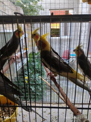 Tutuquşları: Korella Karella tutuqusu papuqay sevgi quşu nerazlucnik valnist 14 — 5