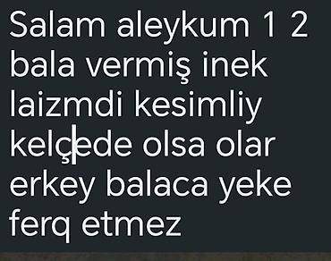ətlik inək cinsləri: Şəki fərqi yoxdu — 1