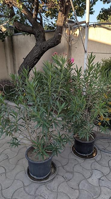 олеандр: Олеандр (Nerium oleander) в горшке - Декоративный вечнозеленый куст с — 2