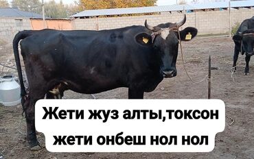 сколько стоит корова дойная: Сатам | Уй (ургаачы) | Сүт алуу үчүн | Байланган
