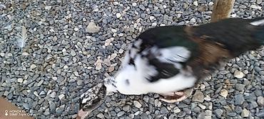 cücə gəncə: Muscovy (Hind) ördəkləri – müxtəlif yaşlarda sürü - Cins: Muscovy — 9