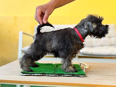 lepi psi: Odgajivačnica patuljastih šnaucera Pet House ima slobodno dva ženska — 1