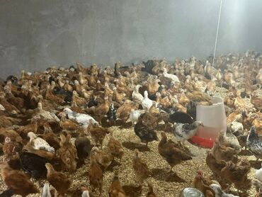 Digər quşlar: 35 günlük Lider 55 qırmızı sortuna aid olan, tam sağlam, ətlik cins