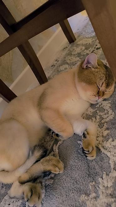 Pişiklər: Britan, Cütləşmə üçün — 9