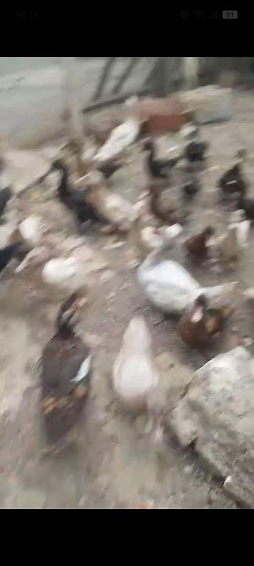 ev dovşan: Satılır: cins ördəklər - Şəkillərdə müxtəlif rəng çalarlarında (ağ — 2