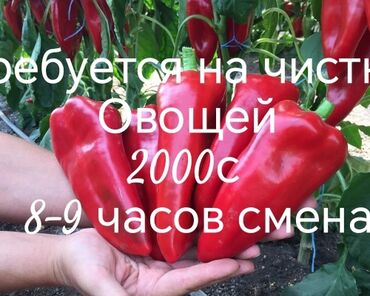 разовая работа: Требуется женщина для чистки перца 2000с смена 9-10 часов. Возраст от