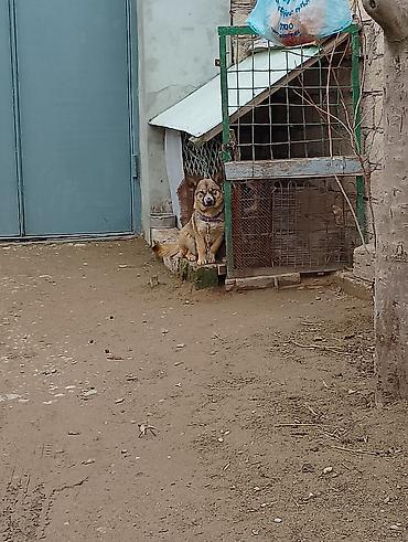 İtlər: Məhsul: İt (kiçik/orta ölçülü) Təsvir: - Fotoşəkillərdə olan sadiq və — 8