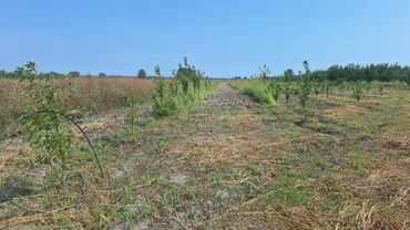 Torpaq sahələrinin satışı: 508 sot, Kənd təsərrüfatı, Kupça (Çıxarış) — 15
