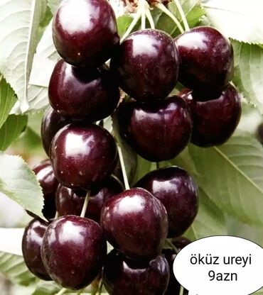 Toxumlar: Килемейве. Тинклери. Сатылыр. Чатдырыма. Вар. Вотсапп -da lalafo.az — 9 Toxumlar: Килемейве. Тинклери. Сатылыр. Чатдырыма. Вар. Вотсапп — 9