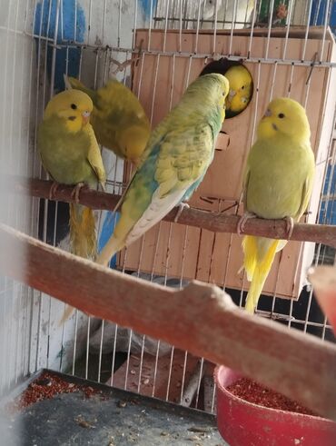 Tutuquşları: 13 ededdir aktiv balalardir deneyle 9 manat hamsini alana 8 manatdan — 6