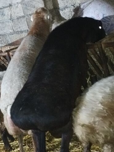 Qoyunlar, qoçlar: GİSAR QOCU. İKİ YAŞ YARİMLİQ. Diri çəkisi 93 kq.TAM SAQLAM. QOYUN — 8