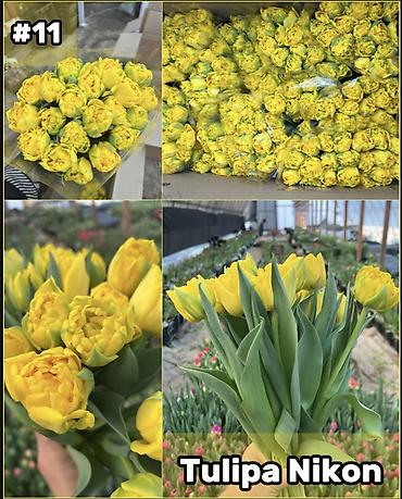 Организация мероприятий: Организация мероприятий | Букеты, флористика — 12