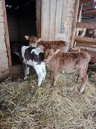 Коровы, быки: Продаю | Бык (самец) | Для разведения | Племенные — 10