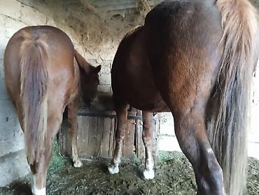 Лошади, кони: Продаю | Жеребенок — 11