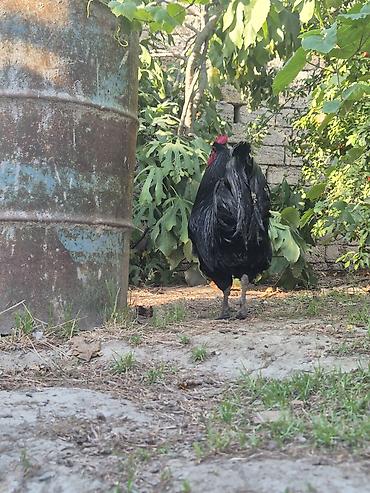Toyuqlar: Toyuq, Australorp, Damazlıq, Ödənişli çatdırılma — 7