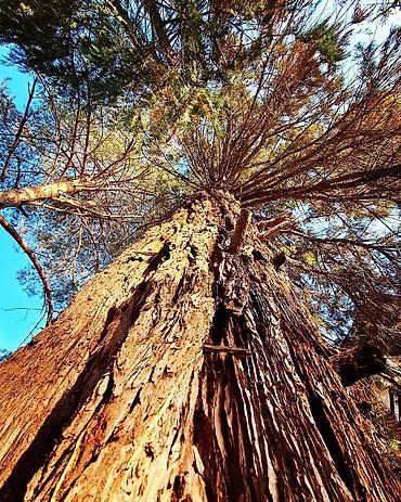 Kuća na dan: Božićno dekorisana planinska kuća za odmor - Porodična kuća sa — 25
