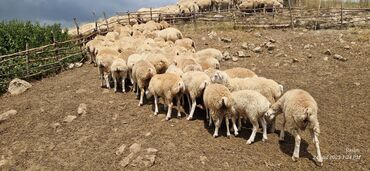 Dovşanlar: Quzu, Dişi, ay: 1, 14 kq, Ətlik, Rayonlara çatdırılma