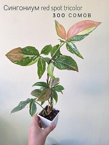 лимон комнатный цена: 🌿 Комнатные растения/цветы (детки/молодые растения). 🪴 Названия и цены — 10