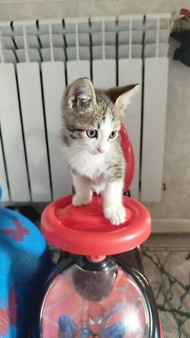 корги собака купить: Котята, домашние, игривые и ласковые Раздам бесплатно в хорошие руки — 4