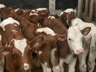 отдам кошек: Сатам | Уй (ургаачы), Бука (эркек), Кунаажын