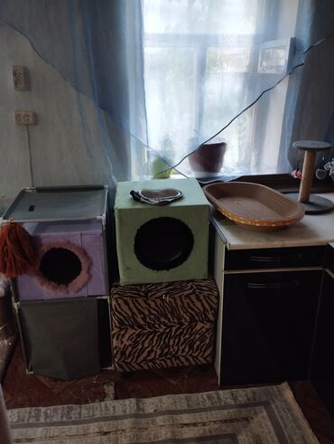 Продажа кошек: Гостиница для кошечек и маленьких собачек до 5 кг Предлагаем — 5