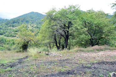 Torpaq sahələrinin satışı: 80 sot, Biznes üçün, Barter mümkündür, Kupça (Çıxarış) — 4