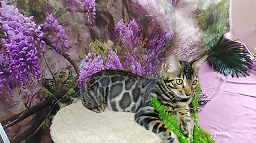 Продажа кошек: Бенгальские Детки .проф питомник Бен Гла Мур. предлагает Девочек и — 2
