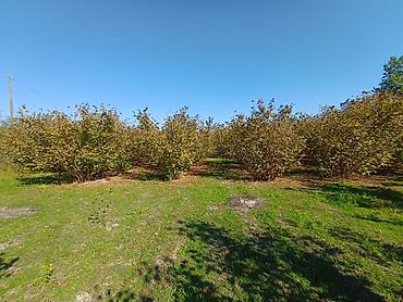 Torpaq sahələrinin satışı: Kənd təsərrüfatı — 3