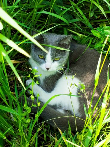 сиамская кошка: Продаётся породистая кошка 1-год