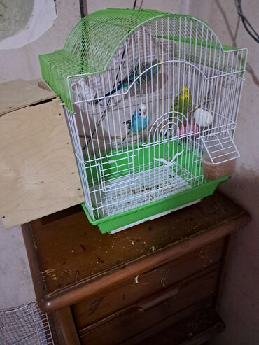 Yuvalar: Qefesderin her biri satilir — 11