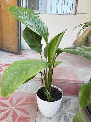 guller: Güllər satılır: - Qılınc gülü (Sansevieria): böyük boy, dibi doludur — 5