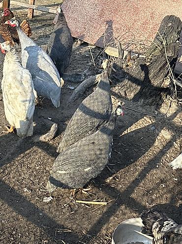 Птицы: 10 голов — 2