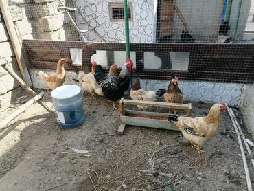 bit daragi qiymeti: Salam. 6 ədəd kənd toyuqu və 1 xoruz Satılır. Tam saglamdılar