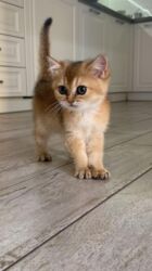 домашние котята добрые руки: Qızıl şinşilla, Dişi, Yaxşı əllərə, Ünvandan götürmə, Ödənişli çatdırılma